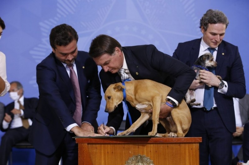 Sancionada lei que aumenta punição para maus-tratos de animais